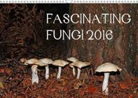 Fascinating Fungi 2016