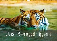 Just Bengal Tigers 2016