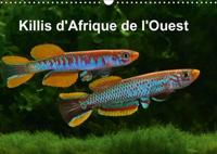 Killis D'afrique De L'ouest 2017