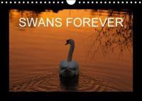 Swans Forever 2018