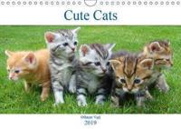 Cute Cats 2019