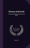 Pictures of Bird Life