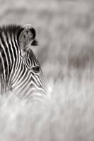 Alive! zebra stripes - Black and white - Photo Art Notebooks (6 x 9 series)