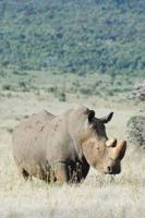 Alive! white rhino - Natural - Photo Art Notebooks (6 x 9 series)