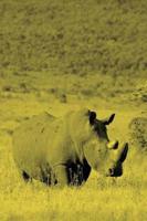 Alive! white rhino - Yellow duotone - Photo Art Notebooks (6 x 9 version)