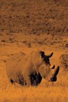 Alive! white rhino - Sepia - Photo Art Notebooks (6 x 9 version)
