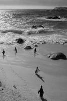 Alive! little penguin friends - black and white - Photo Art Notebooks (6 x 9 series)
