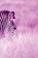 Alive! zebra stripes - Magenta duotone - Photo Art Notebooks (6 x 9 series)