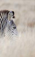 Alive! zebra stripes - Natural - Photo Art Notebooks (5 x 8 series)