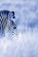 Alive! zebra stripes - Blue duotone - Photo Art Notebooks (6 x 9 series)
