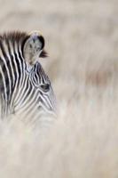 Alive! zebra stripes - Natural - Photo Art Notebooks (6 x 9 series)