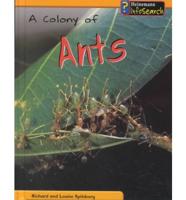 A Colony of Ants