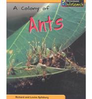 A Colony of Ants