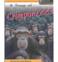 A Troop of Chimpanzees