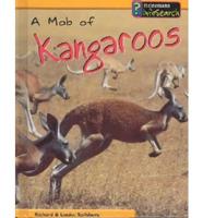 A Mob Of Kangaroos