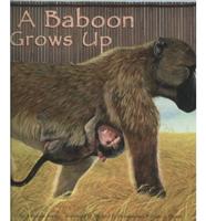 A Baboon Grows Up