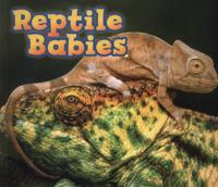 Reptile Babies