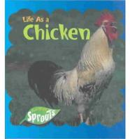 Life as a Chicken