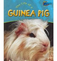 Life Of A Guinea Pig