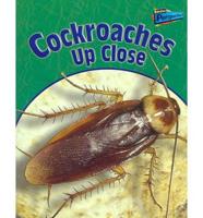 Cockroaches Up Close