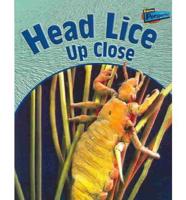 Head Lice Up Close