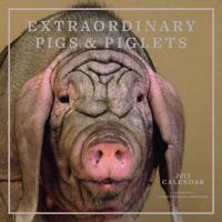 Extraordinary Pigs & Piglets 2013 Wall Calendar