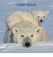 Polar Bears 2008 Square Wall