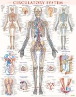 Circulatory System