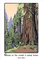 Giant Sequoia (Boxed)