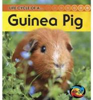 Life Cycle of A-- Guinea Pig