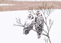 Snowy Owls Deluxe Boxed Holiday Cards (20 Cards, 21 Self-Sealing Envelopes)