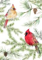 Cardinals in Evergreen Small Boxed Holiday Cards (20 Cards, 21 Self-Sealing Envelopes)