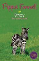 Stripy the Zebra Foal
