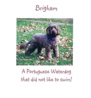 Brigham: A Portuguese Waterdog That Did Not Like to Swim!