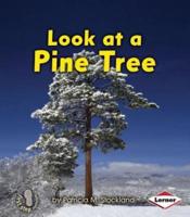 Look at a Pine Tree
