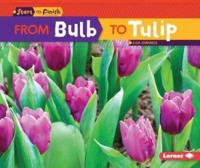 From Bulb to Tulip