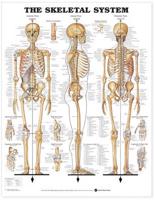 Skeletal 1 Charts 3-Chart Set (Laminated Charts)