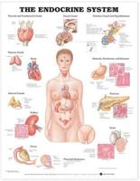 Endocrinology 3-Chart Set