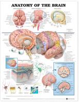 Neurology 3-Chart Set