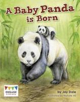 A Baby Panda Is Born