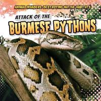 Attack of the Burmese Pythons!