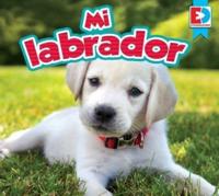 Mi Labrador