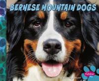 Bernese Mountain Dogs