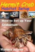 Hermit Crab Habitat Setup
