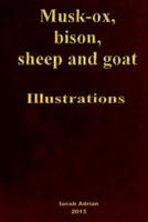 Musk-Ox, Bison, Sheep and Goat Illustrations
