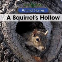 A Squirrel's Hollow