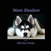 Meet Shadow the Siberian Husky
