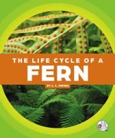 The Life Cycle of a Fern