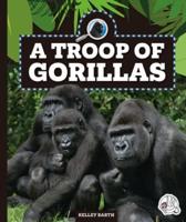 A Troop of Gorillas