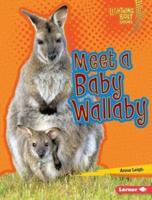 Meet a Baby Wallaby